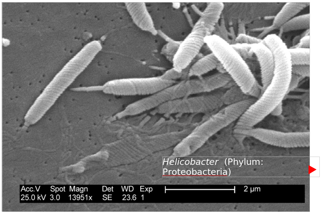 Role of gastrointestinal microbiomes in bats