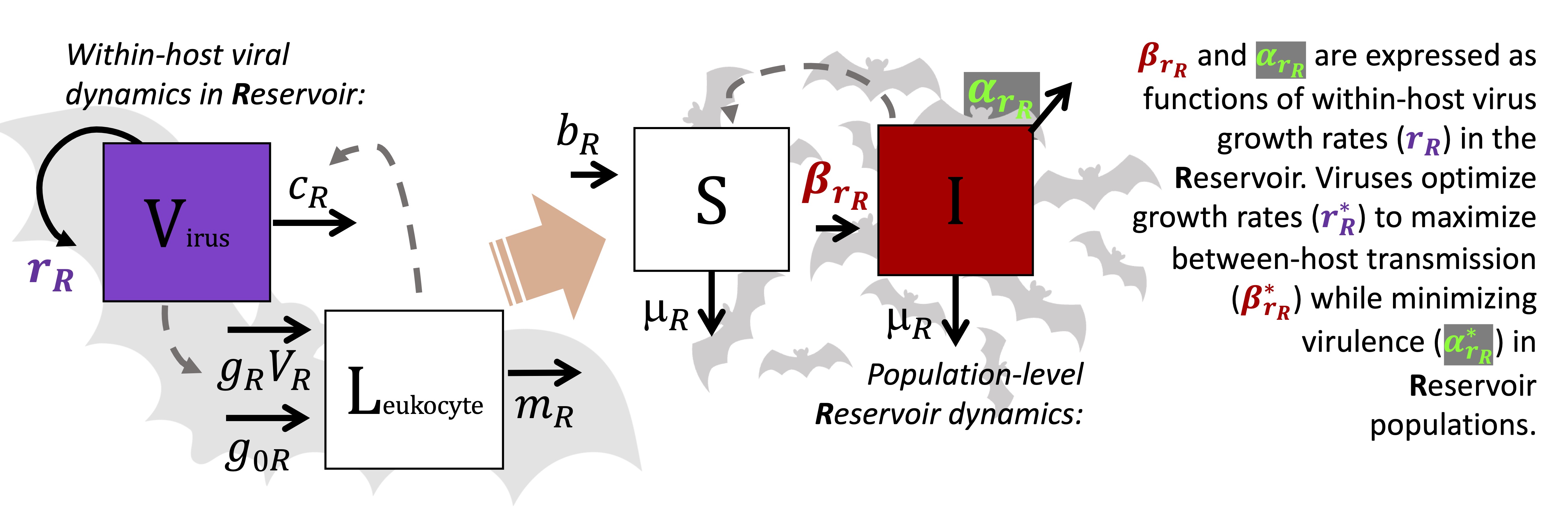 model structure