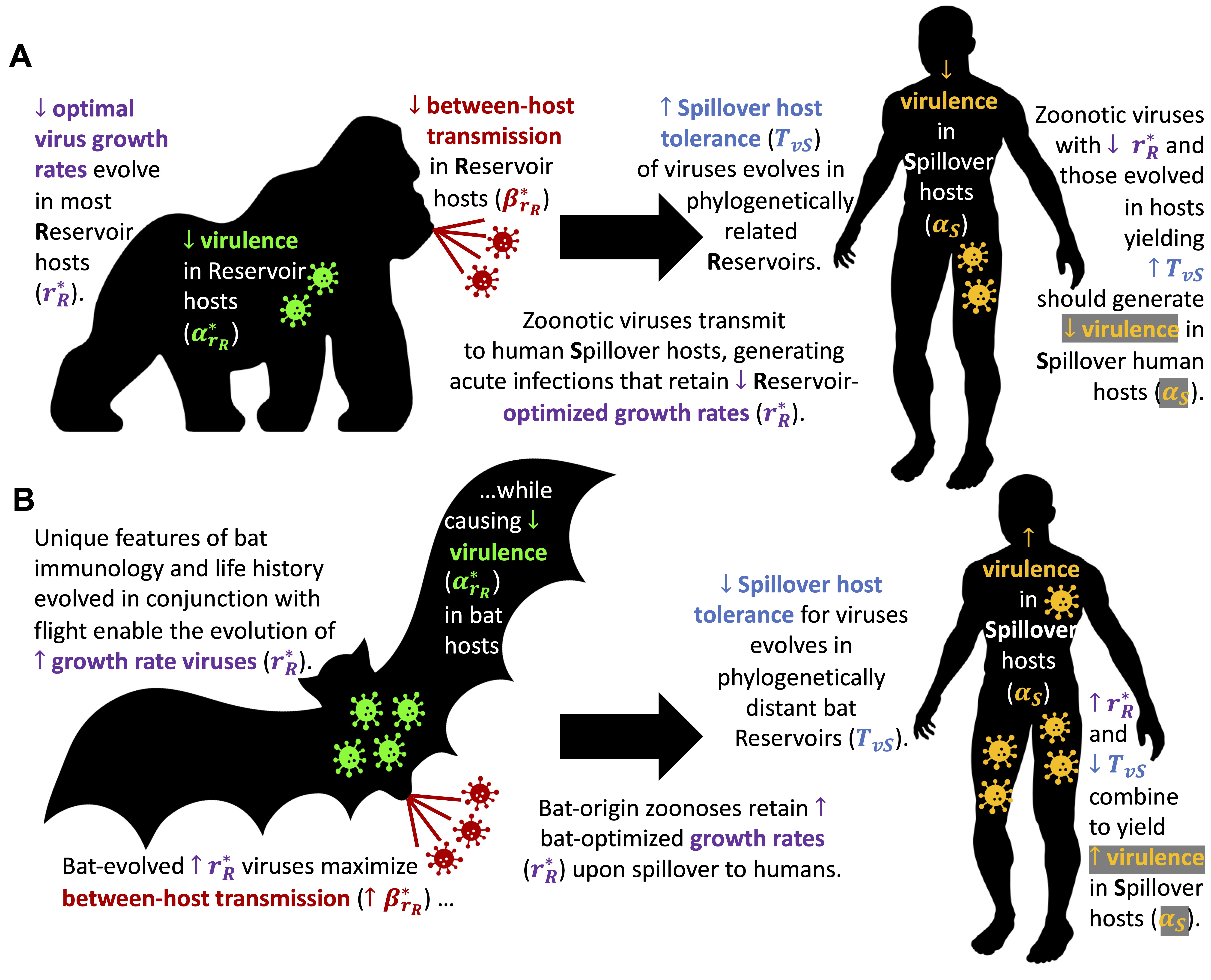 bat vs other