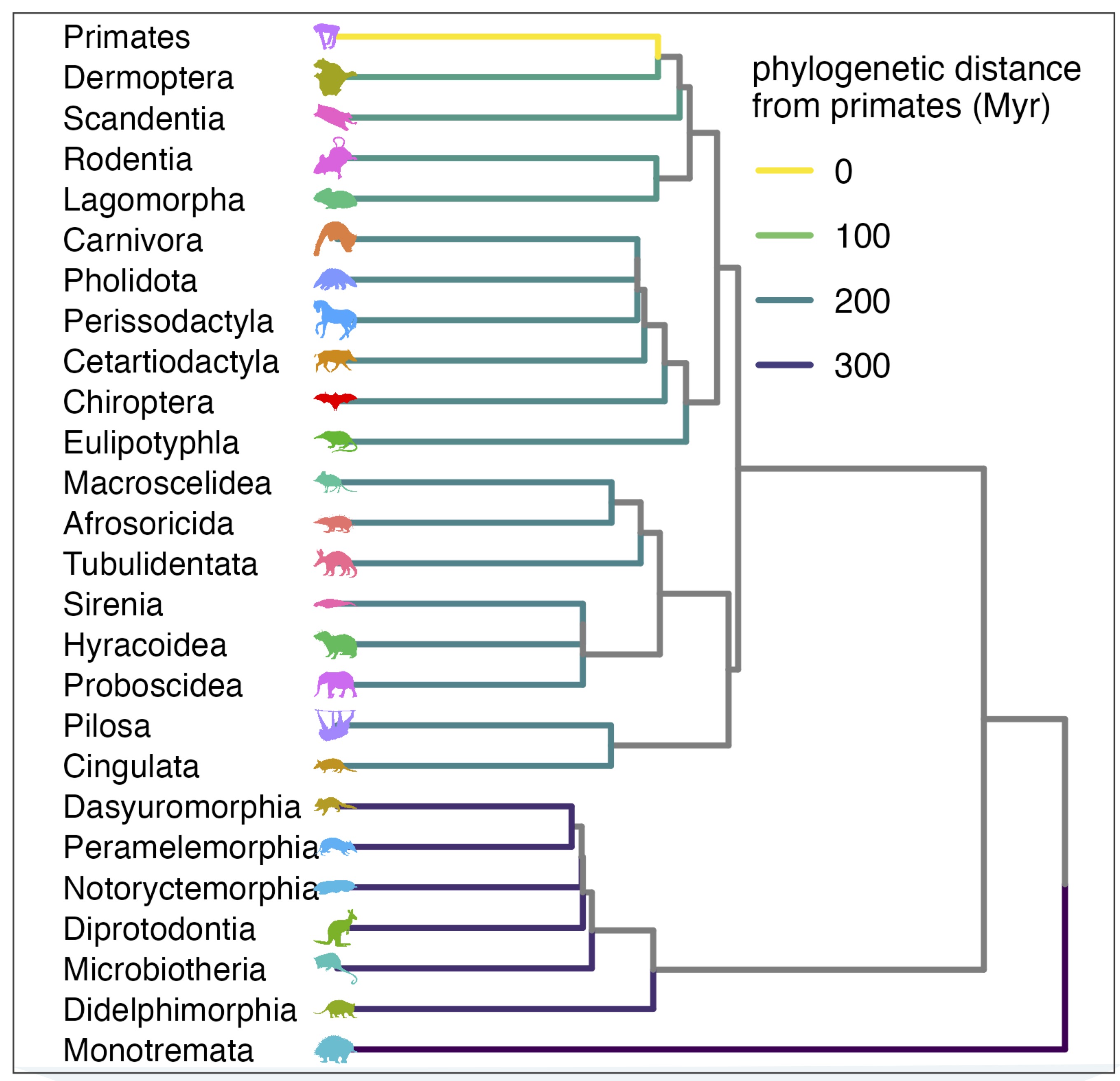 phylo distance