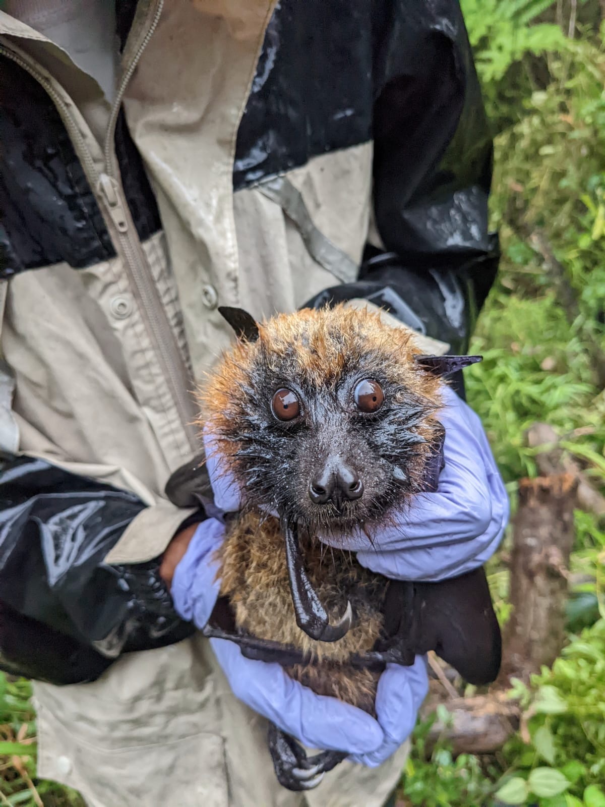 Journal of Mammalogy paper published!
