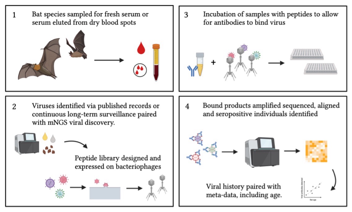 Graphic illustrating the bat VirScan antibody study.