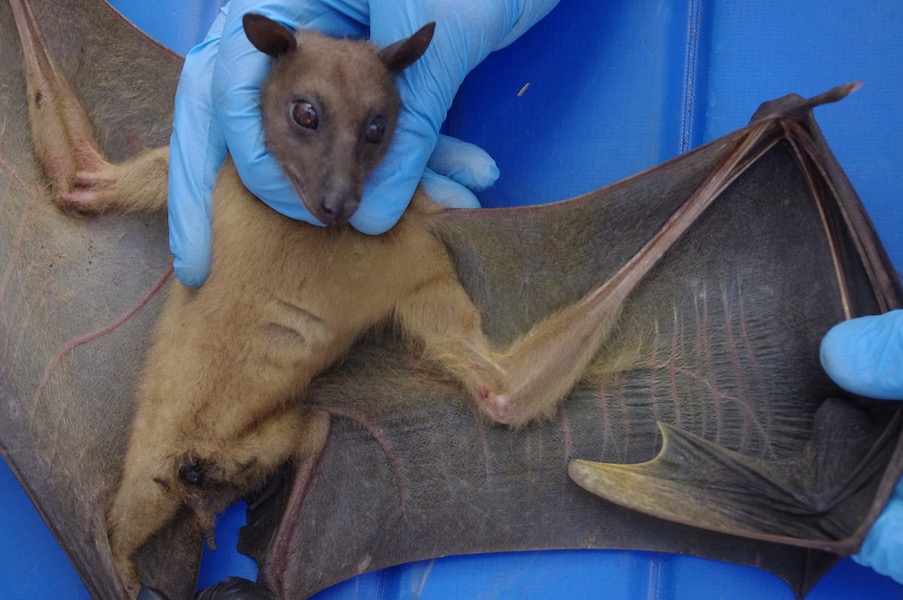 Eidolon dupreanum fruit bat roost.