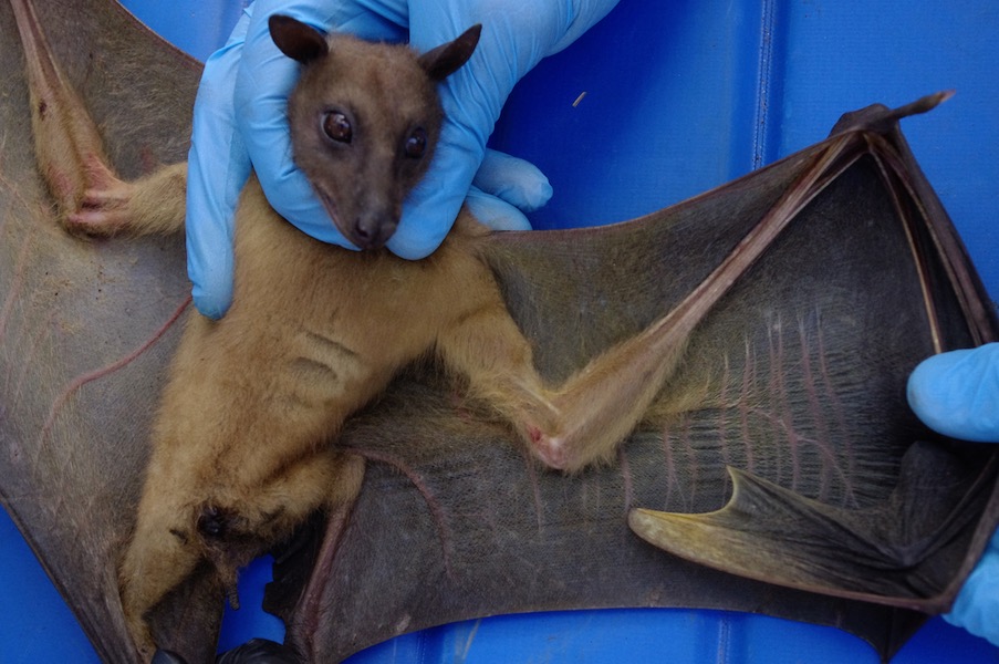 Image from Journal of Animal Ecology blog about Eidolon bat research.