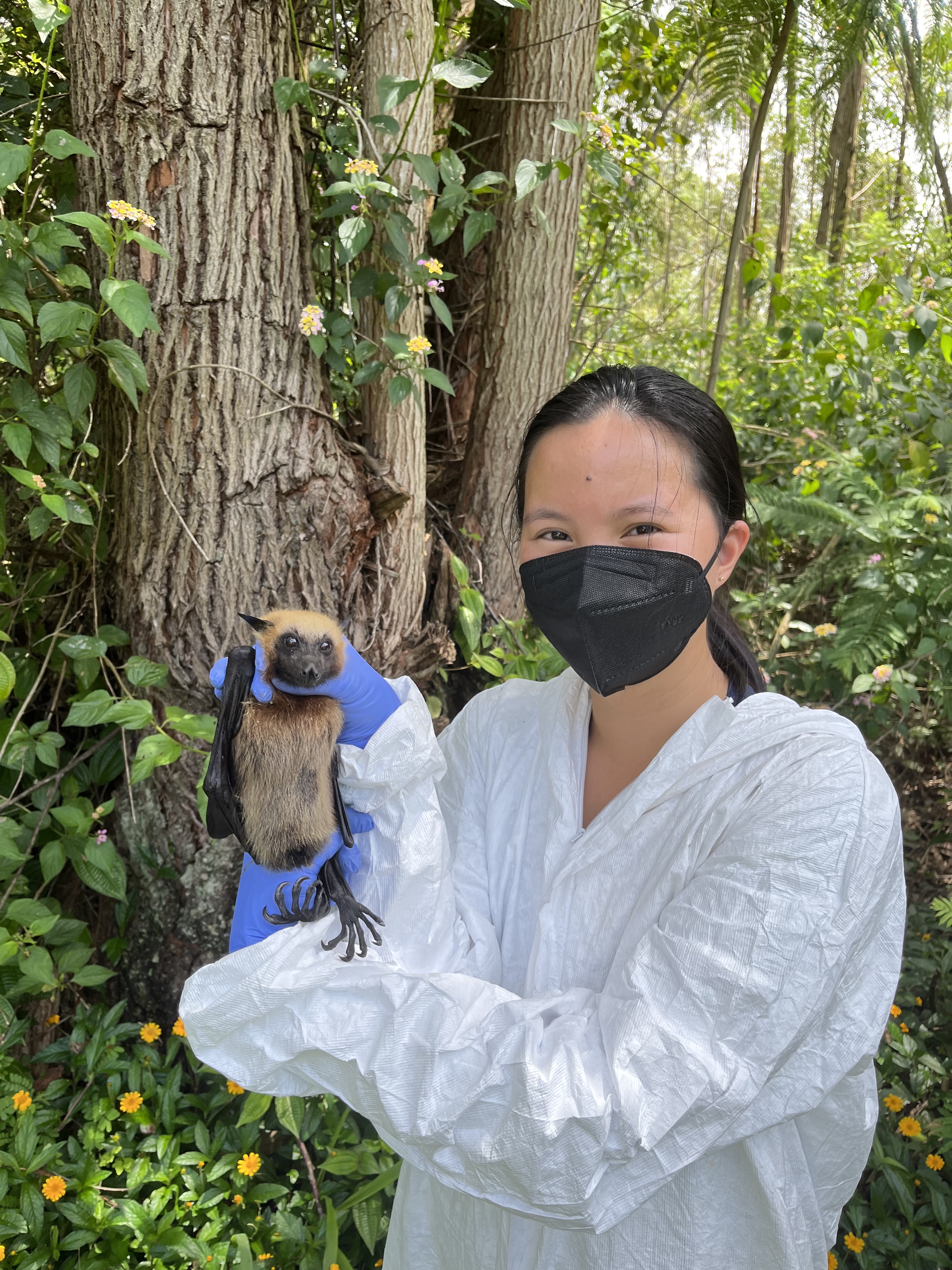 Field team member Katherine McFerrin holding a Madagascar flying fox.