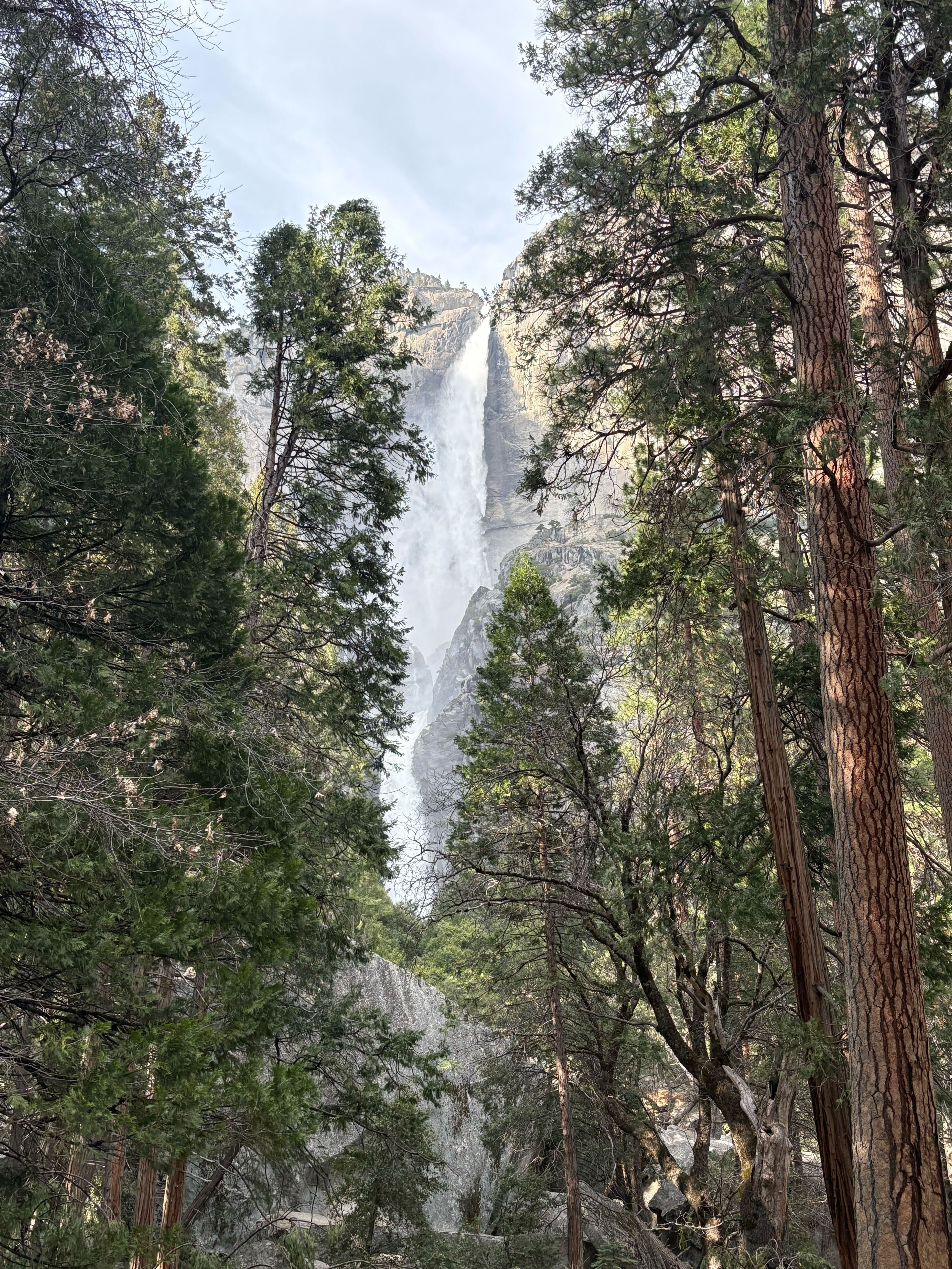Lower Yosemite Falls viewed through the trees.