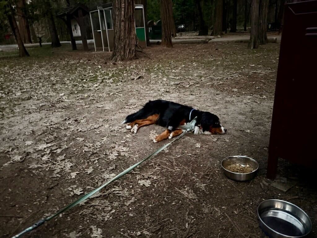 Luna the dog, lying down for a well-earned nap after two days in Yosemite.