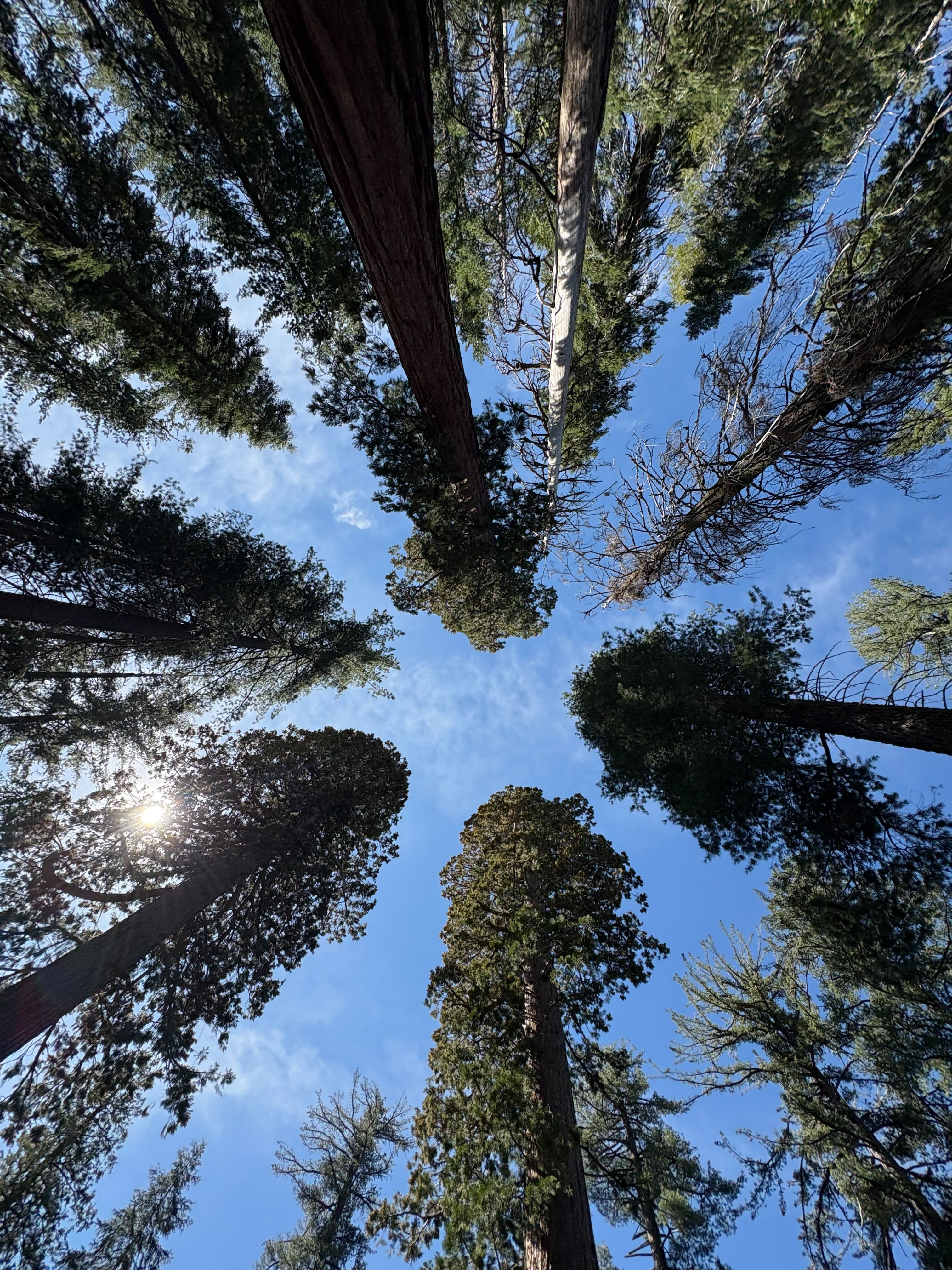 Looking straight up at the canopy of giant sequoias at Tuolumne Grove.
