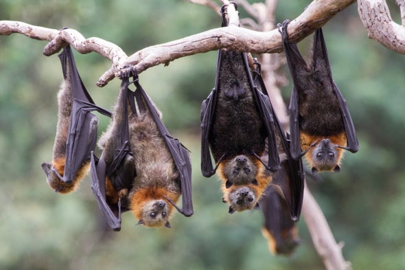 Photograph of a Pteropus (flying fox) bat.