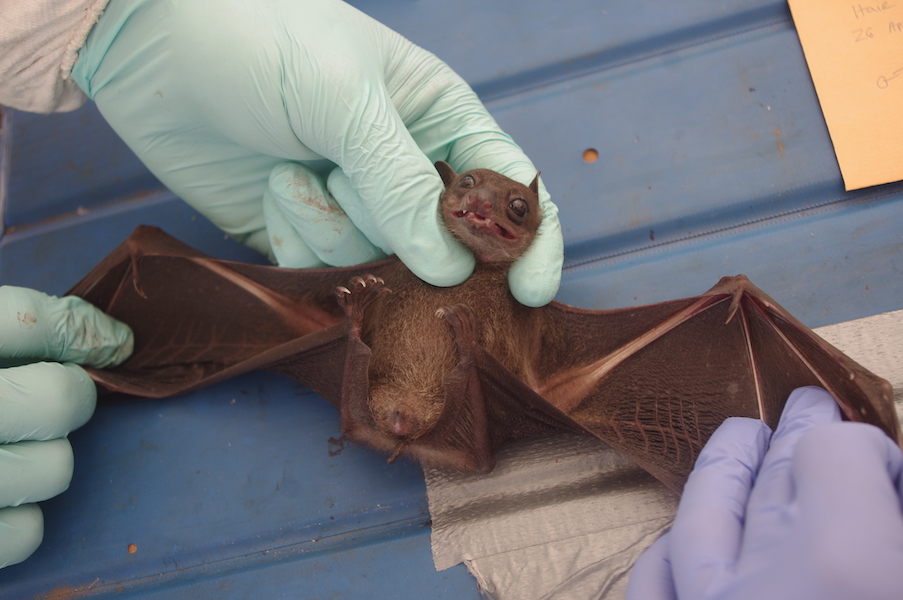 Rousettus madagascariensis fruit bat.