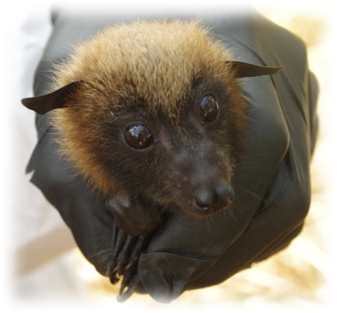 baby_bat