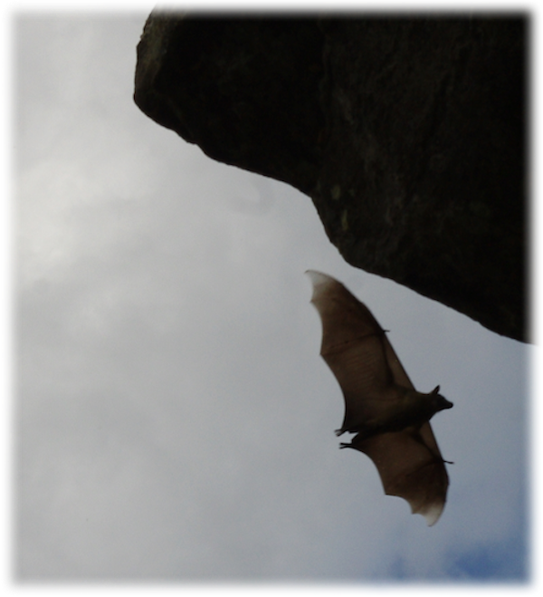 bat